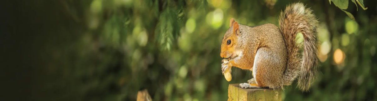 Squirrels noises in the attic 4t wildlife removal