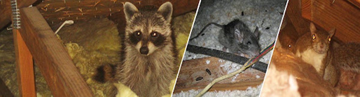 raccoons in the attic wildlife removal services huntsville al