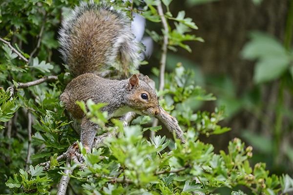 squirrel in attic 4t wildlife removal